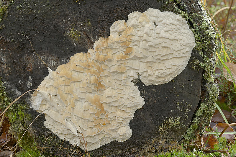 Lentoporia carbonica